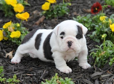 buy english bulldog los angeles|english bulldog puppies los angeles.